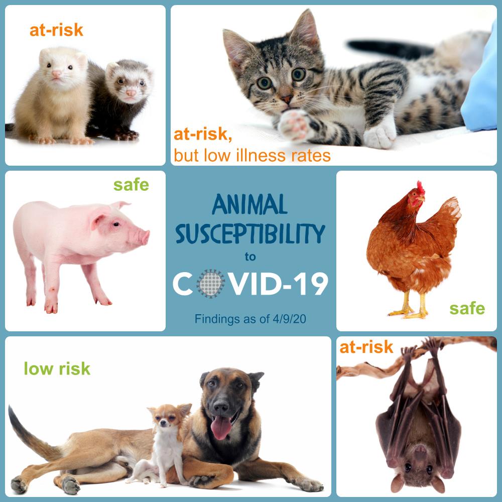 Collage of different animals showing their level of susceptibility to COVID-19 (details included in next text section)