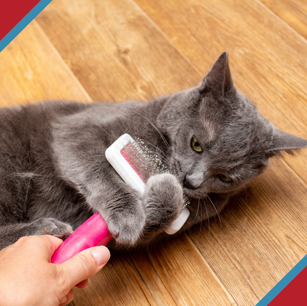 Very cute gray cat grabbing a grooming brush a human hand is attempting to use on her.