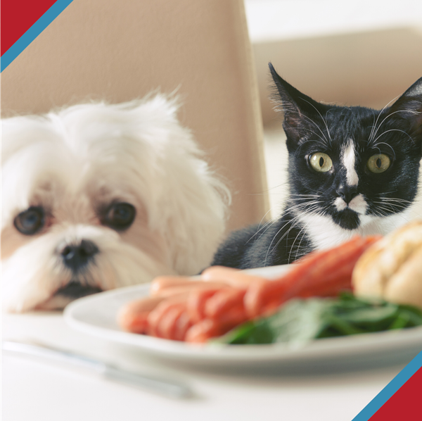 Black and white kitty and white Maltese dog sitting at table, looking at plate of human food.