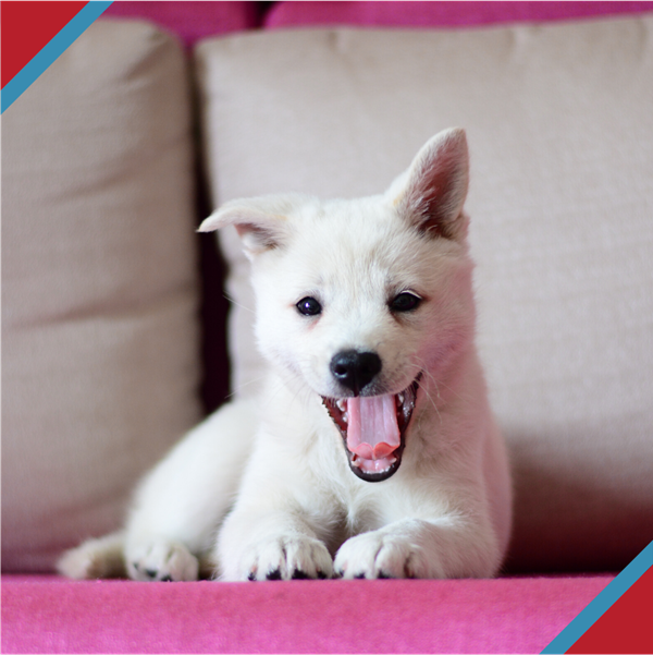 Adorable white mixed breed puppy sitting on couch, grinning into camera.