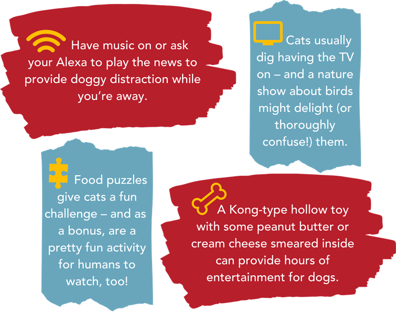 Collage image showing tips for helping prevent boredom: radio and peanut butter or cream cheese in Kong for dogs; bird shows and food puzzles for cats.