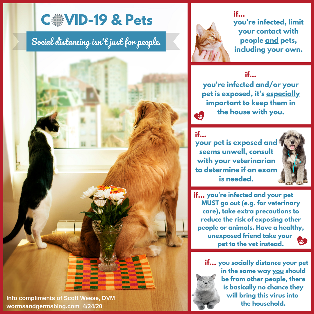 Collage image showing tips for social distancing with pets. •	If you socially distance your pet(s) in the same way you should be socially distancing yourself from other people, there is basically no chance they will bring this virus into the household. 
