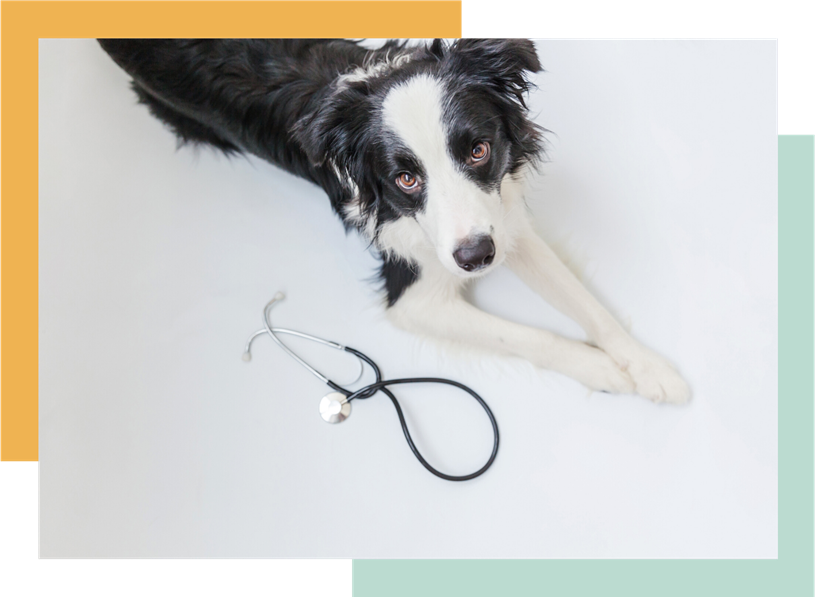 Border Collie lying on floor next to stethoscope, looking up at camera.