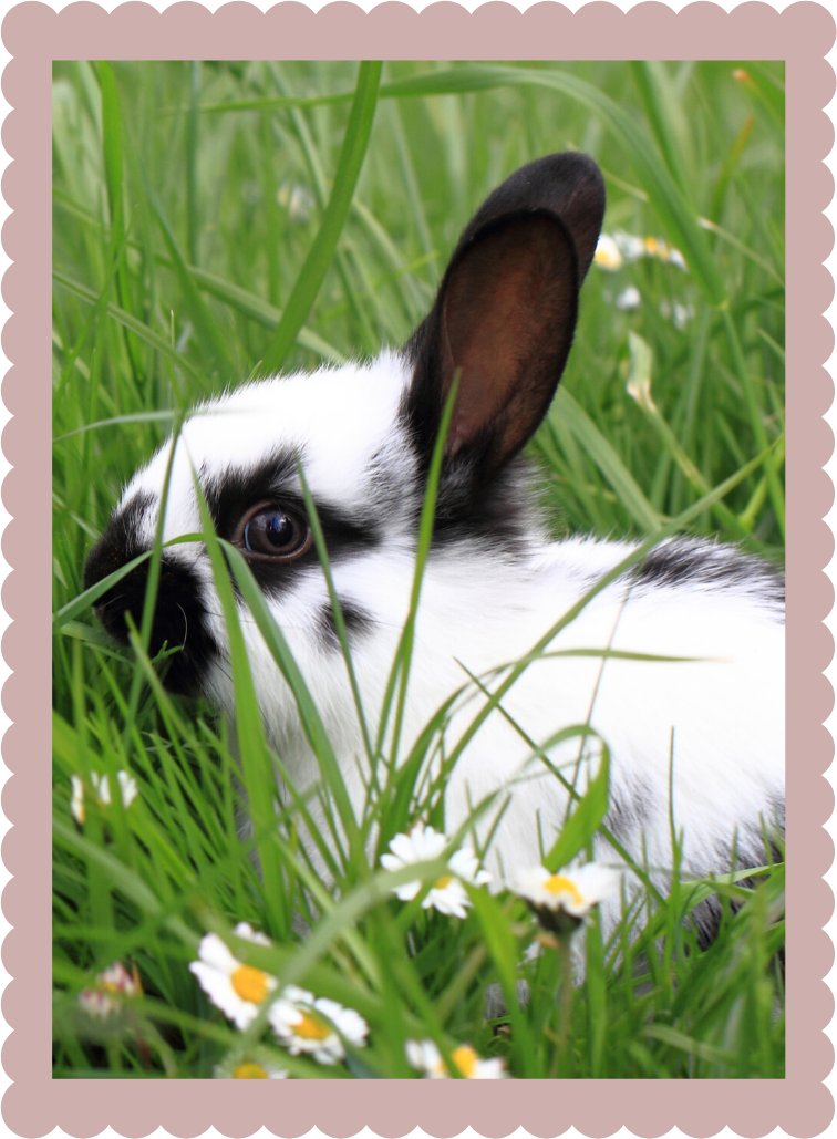 Photo of cute black and white rabbit sitting in grass.