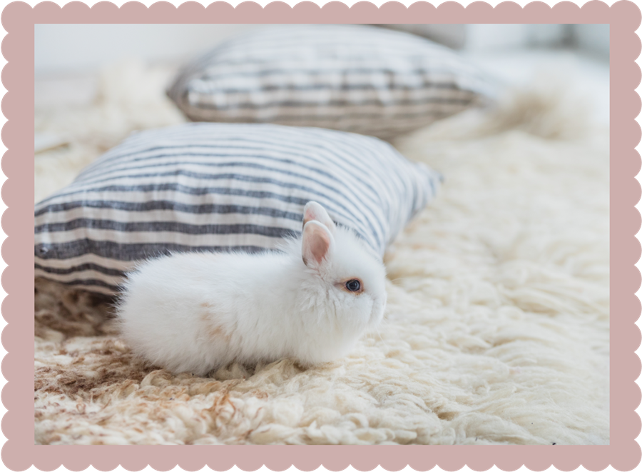 Photo of adorable small white bunny sitting on a rug.