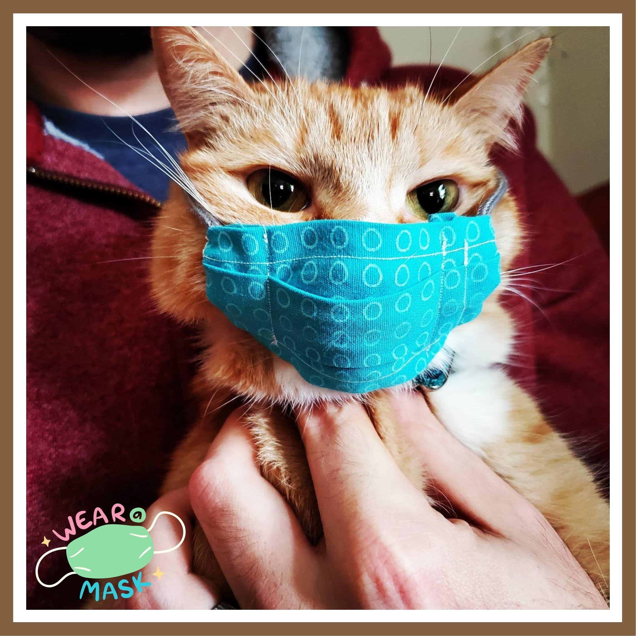 Peach the cat showing how to properly wear a mask covering your nose and mouth