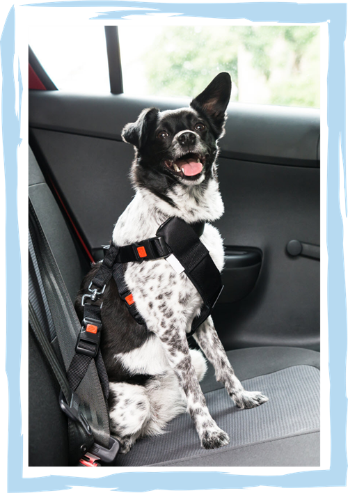 Photo of very happy cute black and white mixed breed dog strapped into car with a seat belt, grinning at camera.