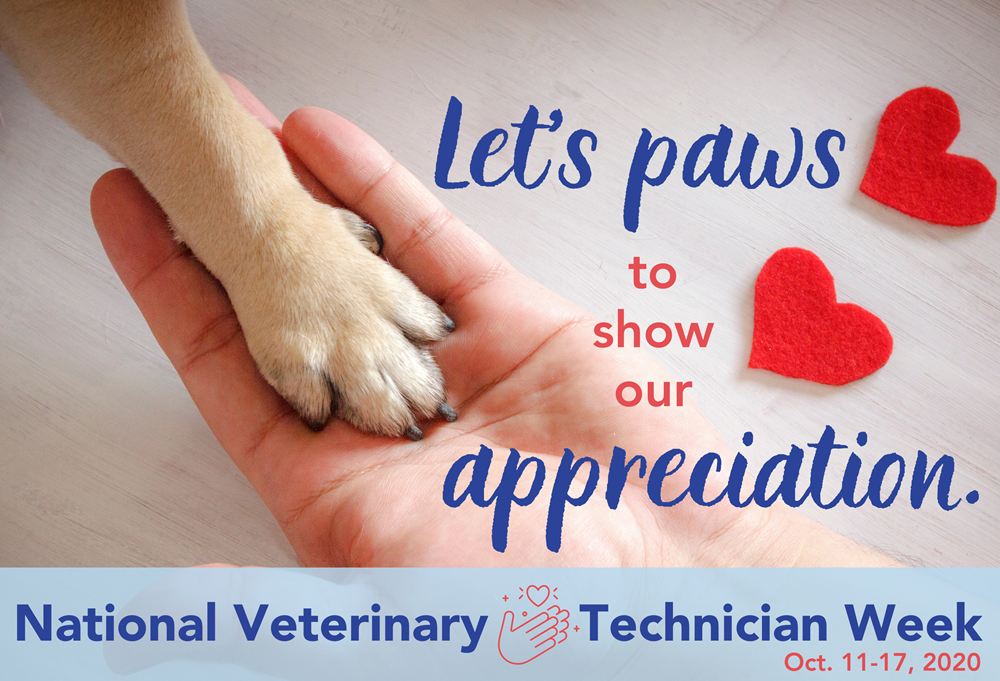 Photo of human hand holding a dog paw with red felt hearts lying nearby. Text: Let's paws to show our appreciation. National Veterinary Technician Week Oct. 11-17, 2020.