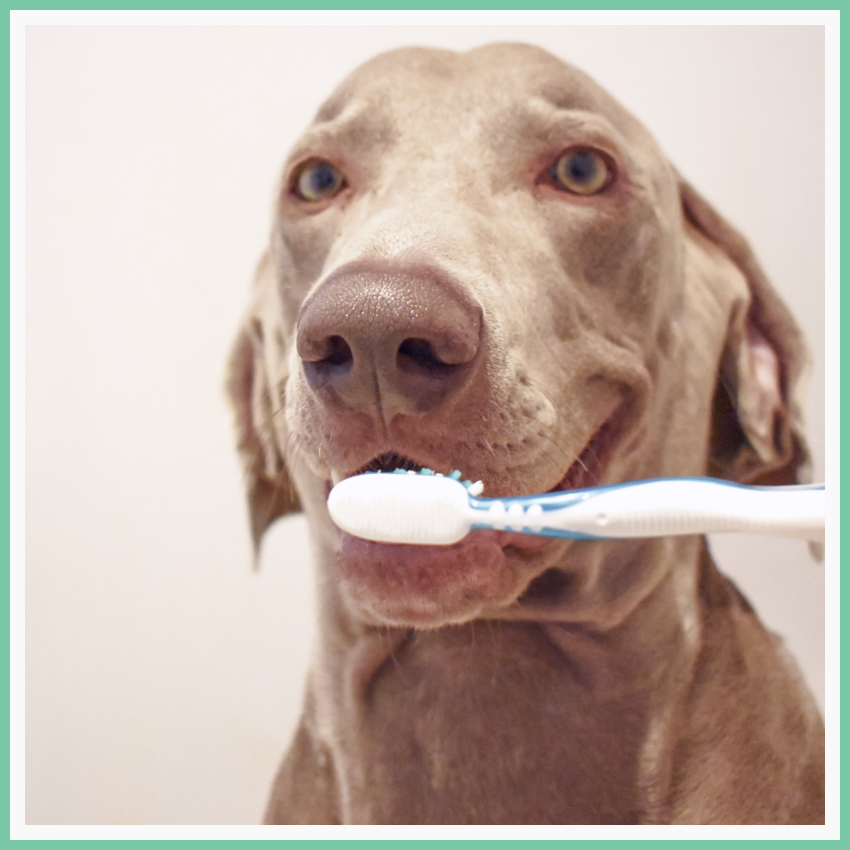 Funny Weimaraner with smiling expression getting teeth brushed by human.