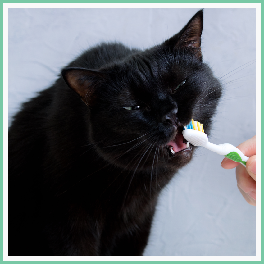 Black cat chewing on a toothbrush offered by a human hand