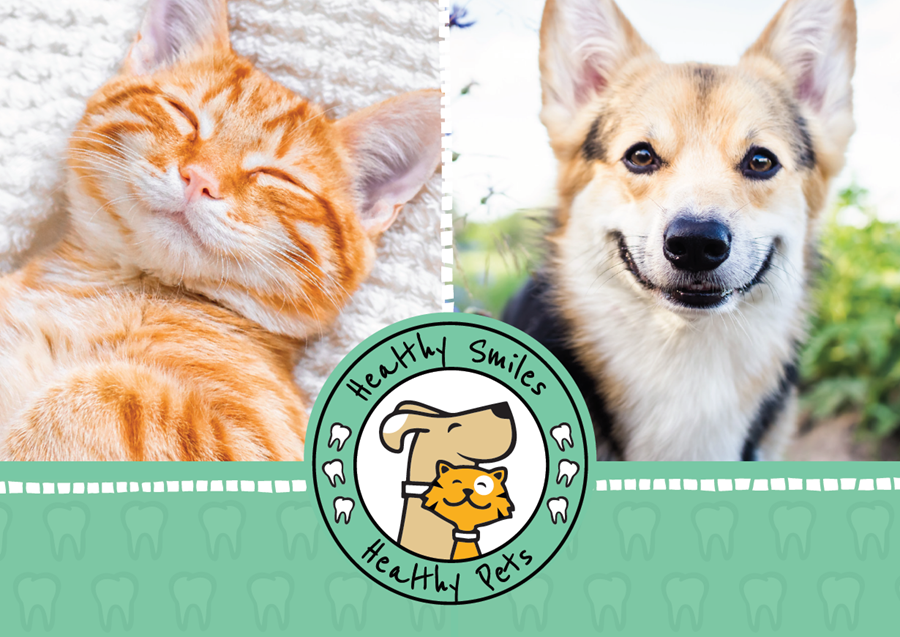 Hero image: cute orange tabby cat and happy Corgi, both with smiling expressions. Logo with cartoon versions of the 2 pets and text: Healthy Smiles, Healty Pets