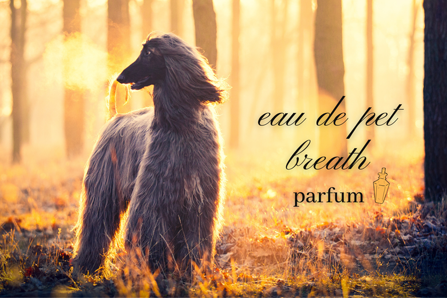 Funny fake advertisement for "eau de pet breath parfum", with a glamorous Afghan Hound in a moody forest setting.