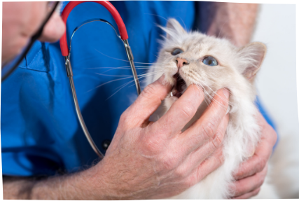 Veterinarian examining a cat's mouth.