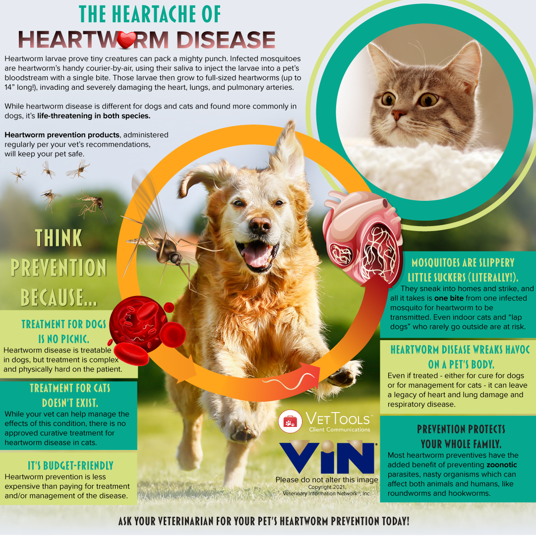 Infographic: The Heartache of Heartworm Disease.