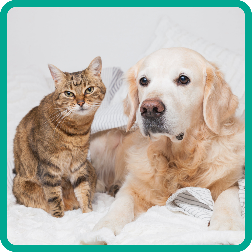 Pampered pets - brown tabby cat and Golden retriever - resting in pretty white bedding.