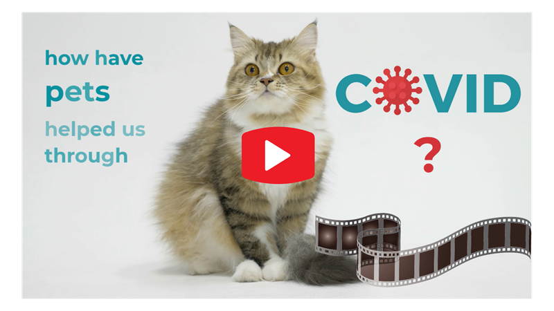 Video cover image - cute fluffy brown tabby cat with text "How have pets helped us through COVID?" and play video button.
