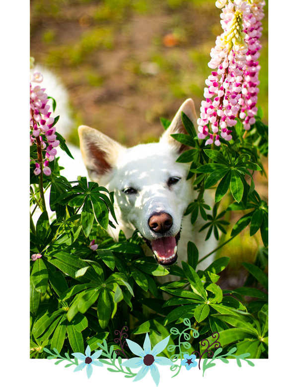 Happy big white Shepherd mix dog peeking out from flowering bushes in garden.