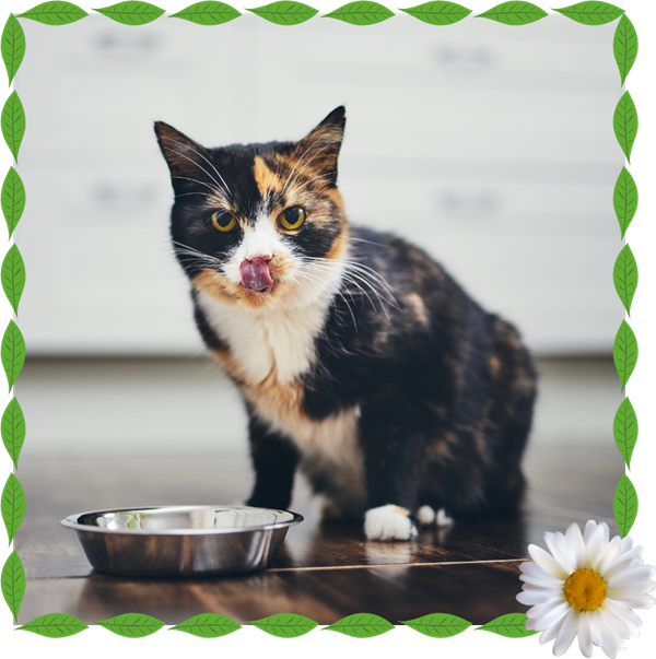 Pretty calico cat sitting next to a food bowl, licking lips.