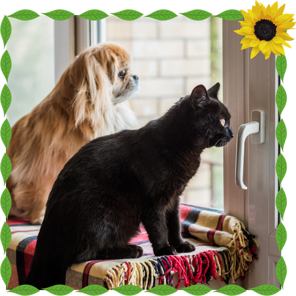 Pekingese dog and black cat sitting at window, looking for owner.