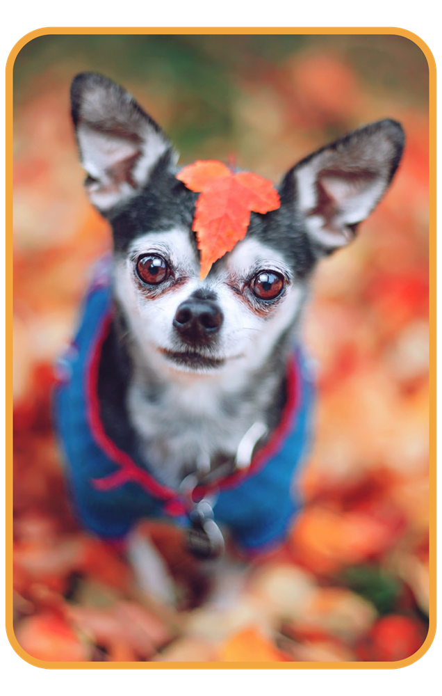 Cute little black and white Chihuahua sitting in autumn leaves, wearing a fall sweater and looking into the camera. Has an orange leaf on head.