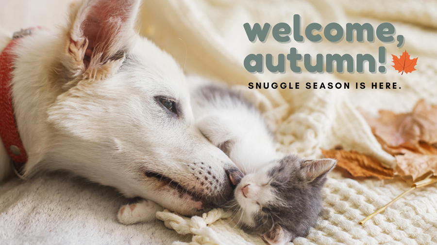 Welcome, autumn! Adorable kitten curled up sleeping with a beautiful white dog on a blanket, with fall leaves scattered around. Subtitle reads: Snuggle season is here.