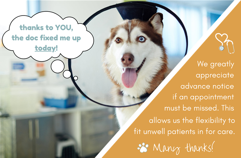 Text reads: We greatly appreciate advance notice if an appointment must be missed. This allows us the flexibility to fit unwell patients in for care. Many thanks! Also shows happy Siberian Husky with Elizabethan collar with speech bubble: thanks to YOU, the doc fixed me up today!