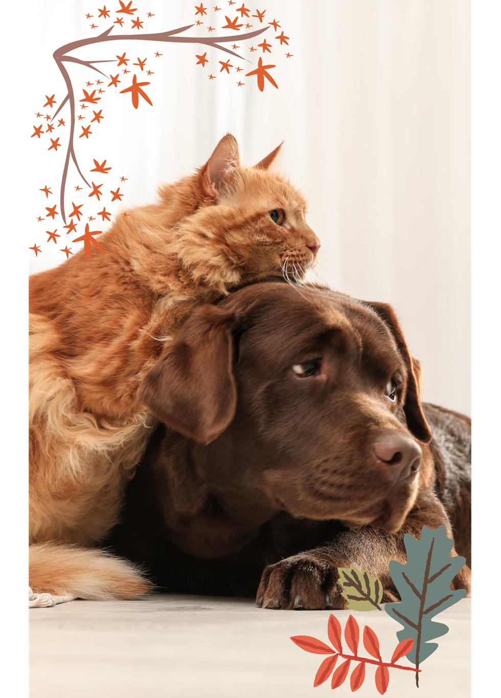 Chocolate Labrador retriever and fluffy orange tabby cat huddled together looking in same direction.