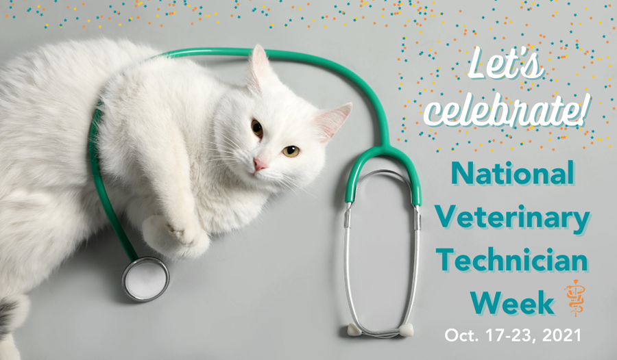 Adorable white cat lying next to green stethoscope, looking at the camera. Text: Let's celebrate! National Veterinary Technician Week Oct. 17-23, 2021.