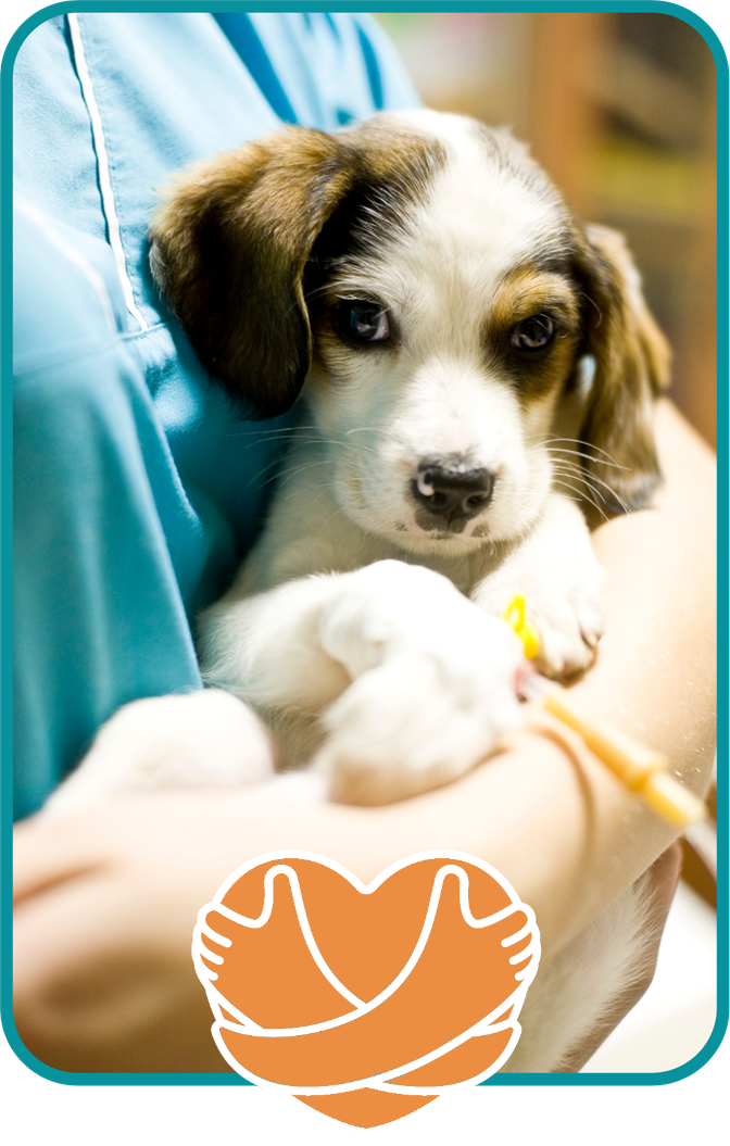 Photo of very cute puppy being held by veterinary professional, with catheter running into leg. 