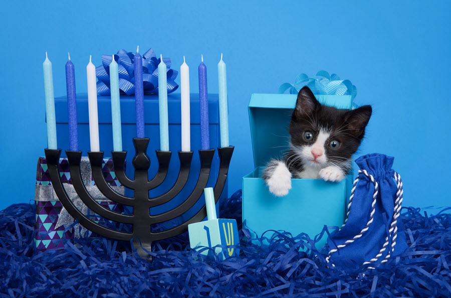 Tuxedo kitten sitting in Hanukkah display.