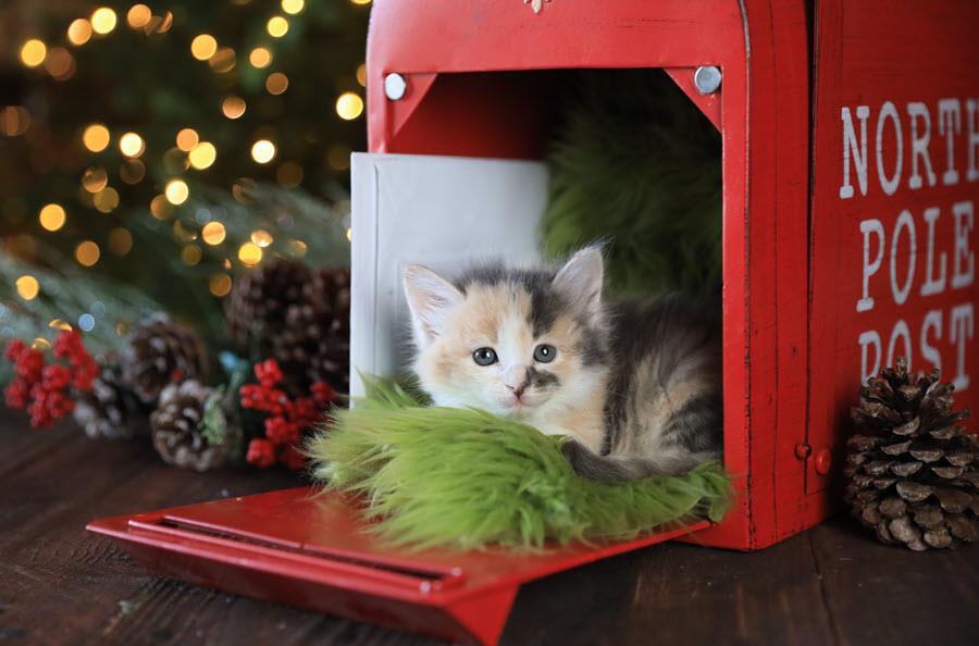 Fluffy calico kitten sitting in decorative Santa mailbox.