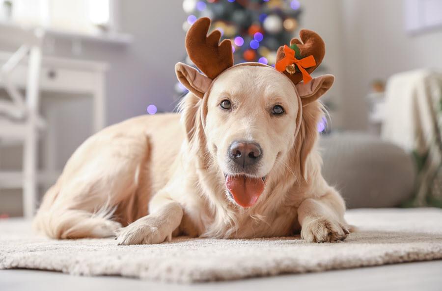 Golden retriever wearing antlers, grinning at camera.