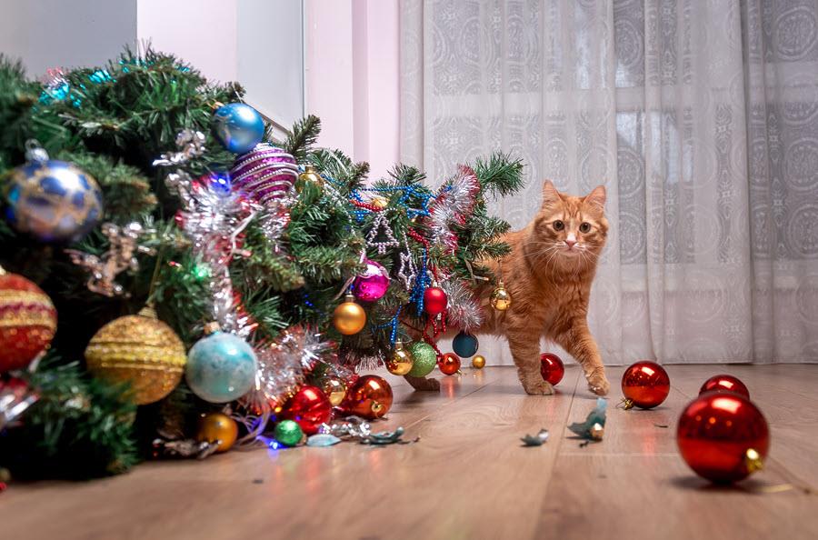 Orange tabby cat inspecting Christmas tree laying on the floor (knocked over).