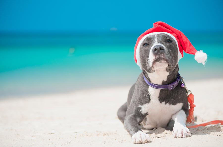 Cute gray and white American Staffordshire terrier laying on beach, wearing santa hat.