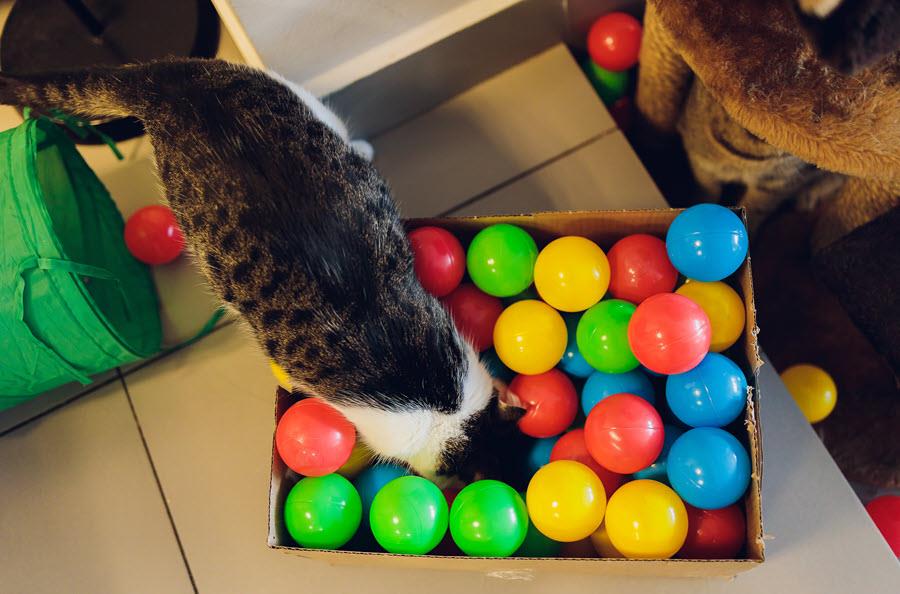 Brown and white tabby cat diving in to box full of colored balls.