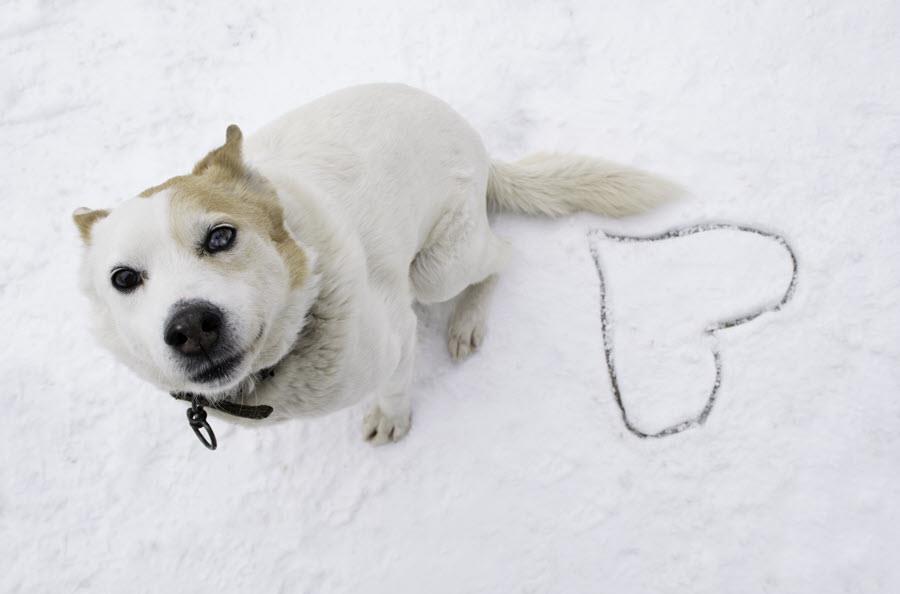 Sweet white with brown mixed breed dog sitting in snow next to carved out heart in snow, looking at camera.