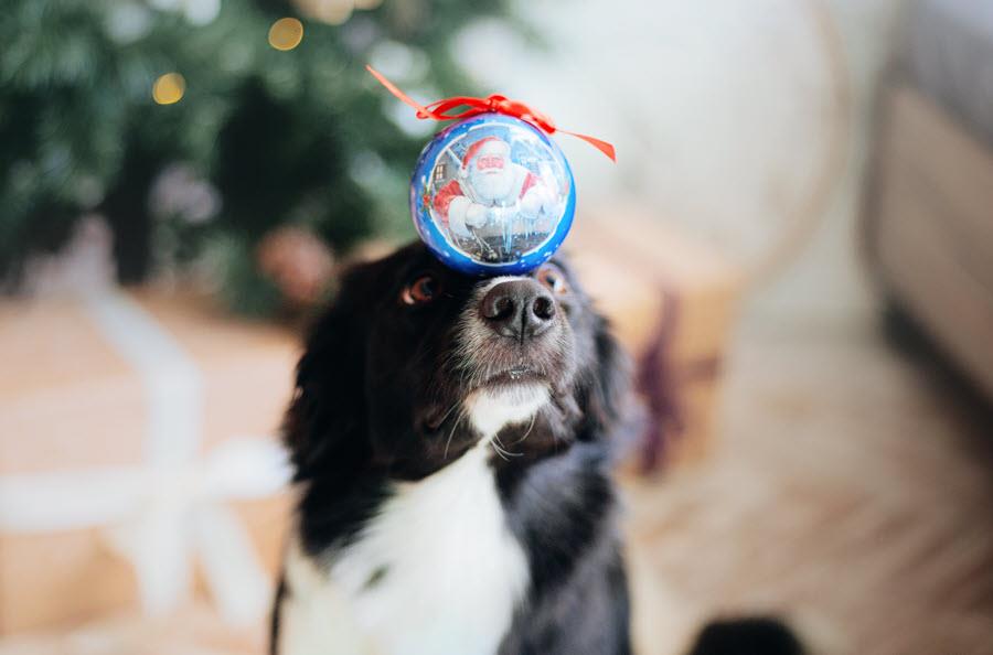Black and white Border Collie balancing Christmas ornament on nose.