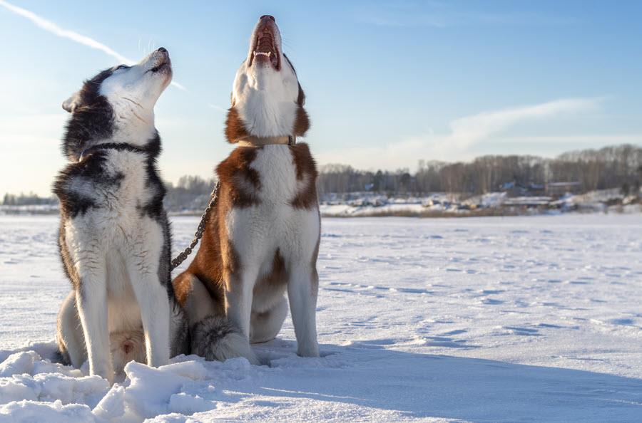 Two Huskies out in the snow, howling at the sky.