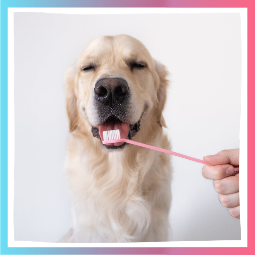 Funny Golden Retriever with smiling expression getting teeth brushed by human.