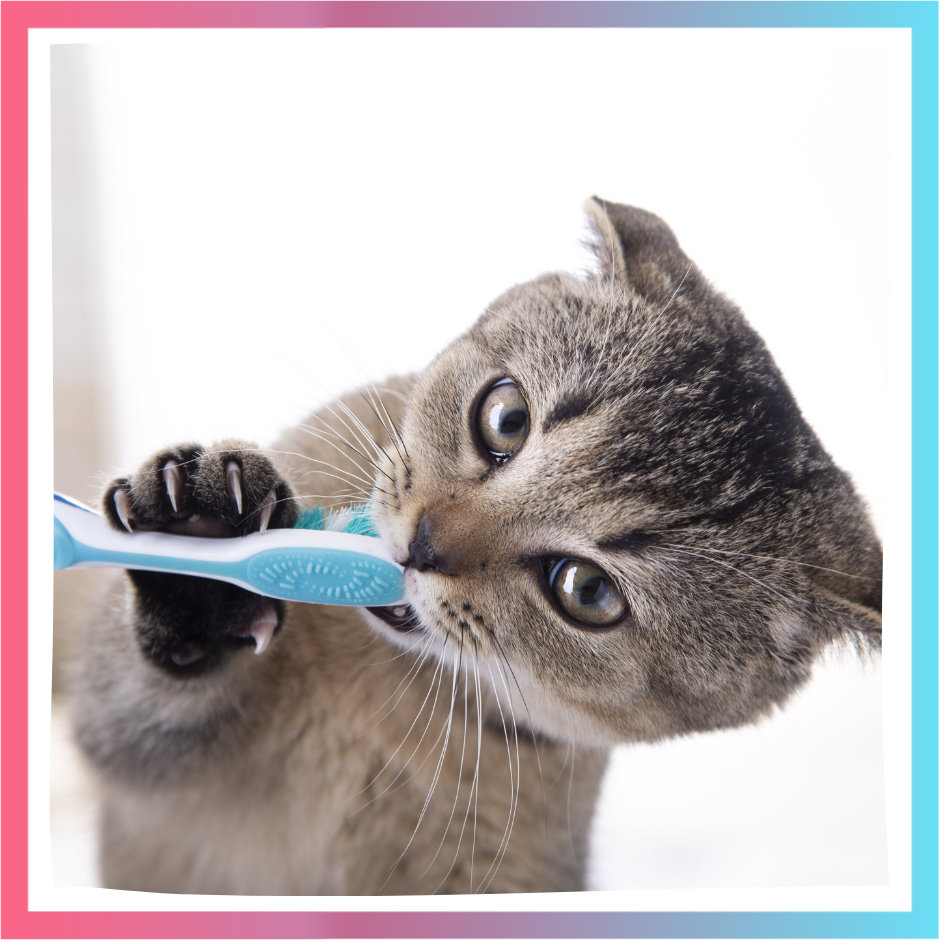Funny brown cat chewing on a toothbrush offered by a human hand