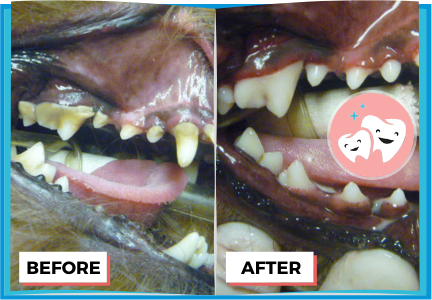 Image of a dog's mouth before and after a professional dental cleaning.