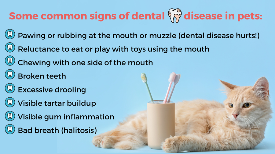 List of some common signs of dental disease in pets: pawing/rubbing at mouth, reluctance or trouble eating or playing with mouth toys, broken teeth, excessive drooling, visible tartar/plaque or gum inflammation, bad breath.