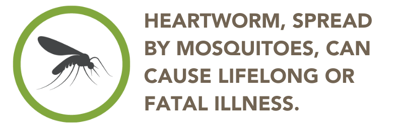 Heartworm Mosquito