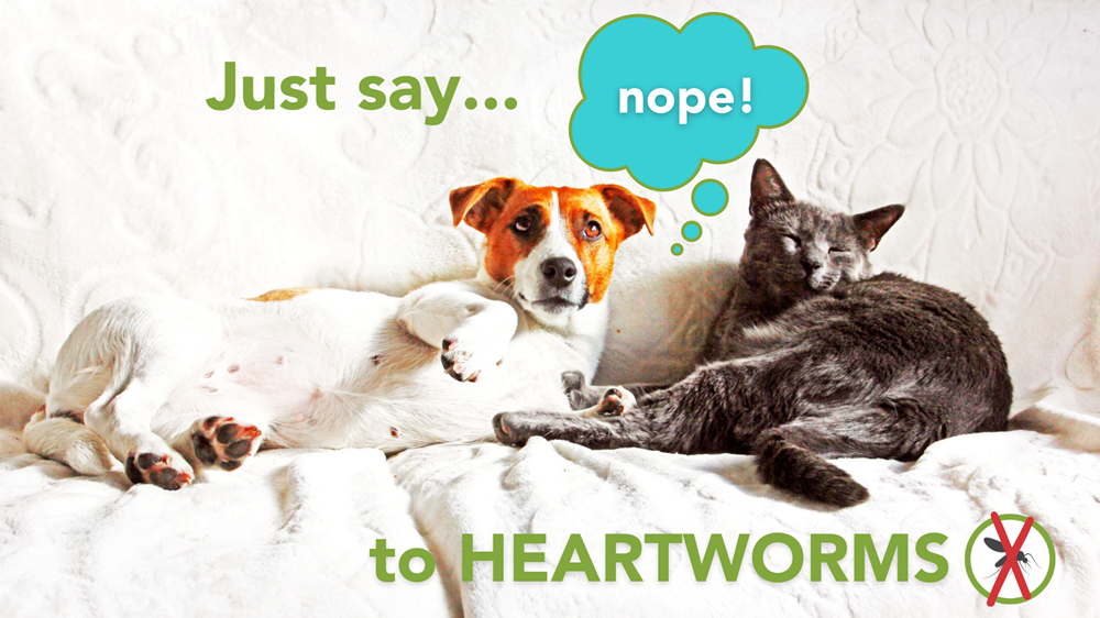 Jack Russell Terrier snuggling on white couch with sleepy gray cat. Text: Just say nope! to heartworms