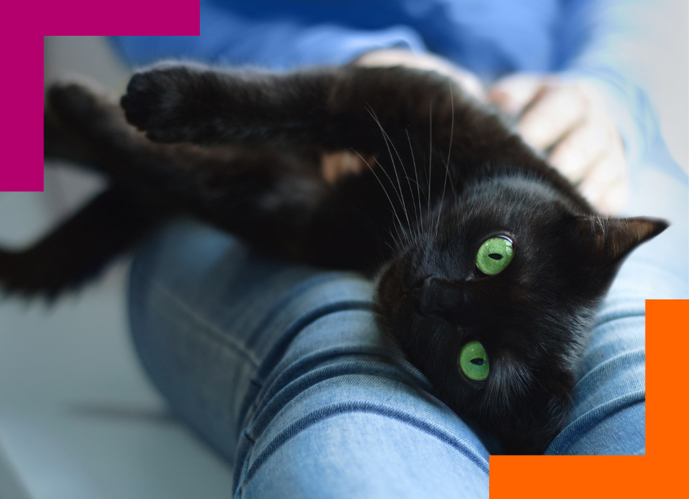 Beautiful black cat with green eyes lounging on owner's lap.