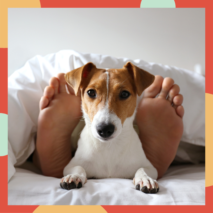 Photo of Jack Russell Terrier sleeping between owner's feet in bed.
