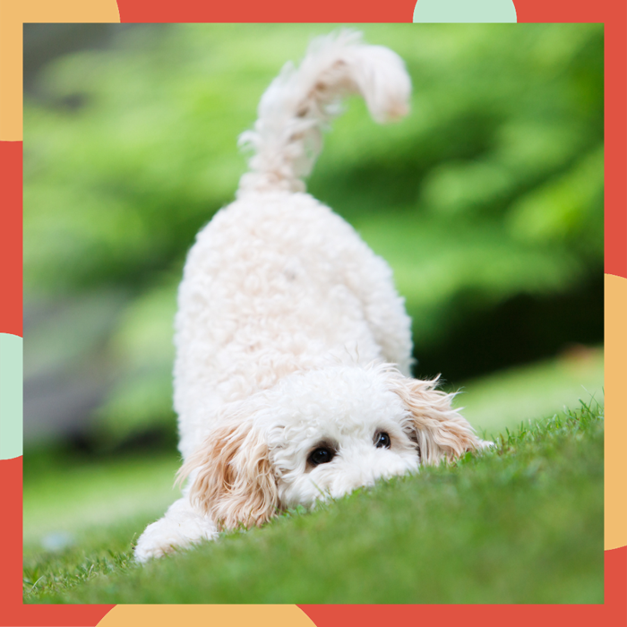 Photo of cute white dog play bowing in the grass.