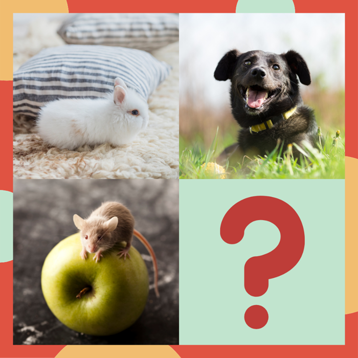 Collage photo of dog, rabbit, mouse, and question mark.