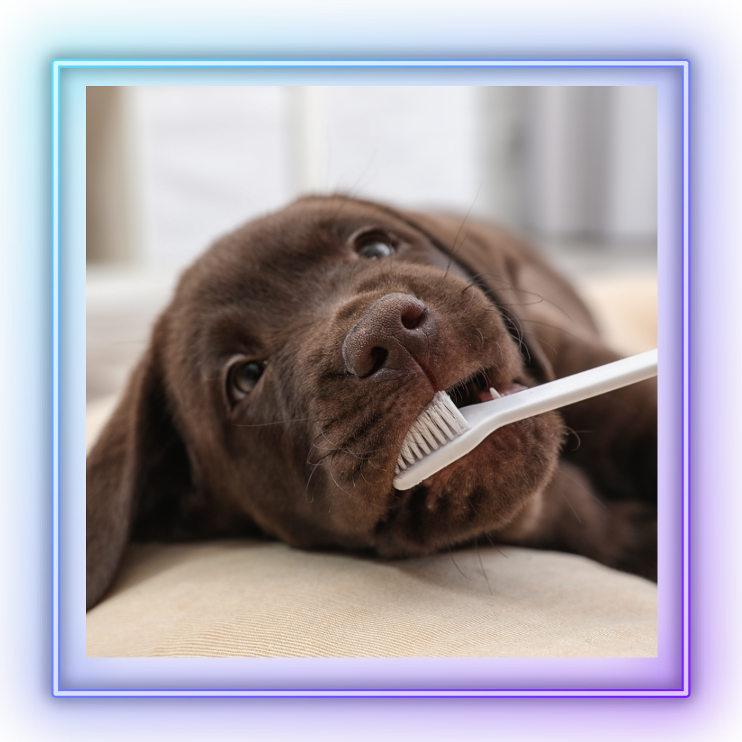Chocolate Lab puppy chewing on toothbrush