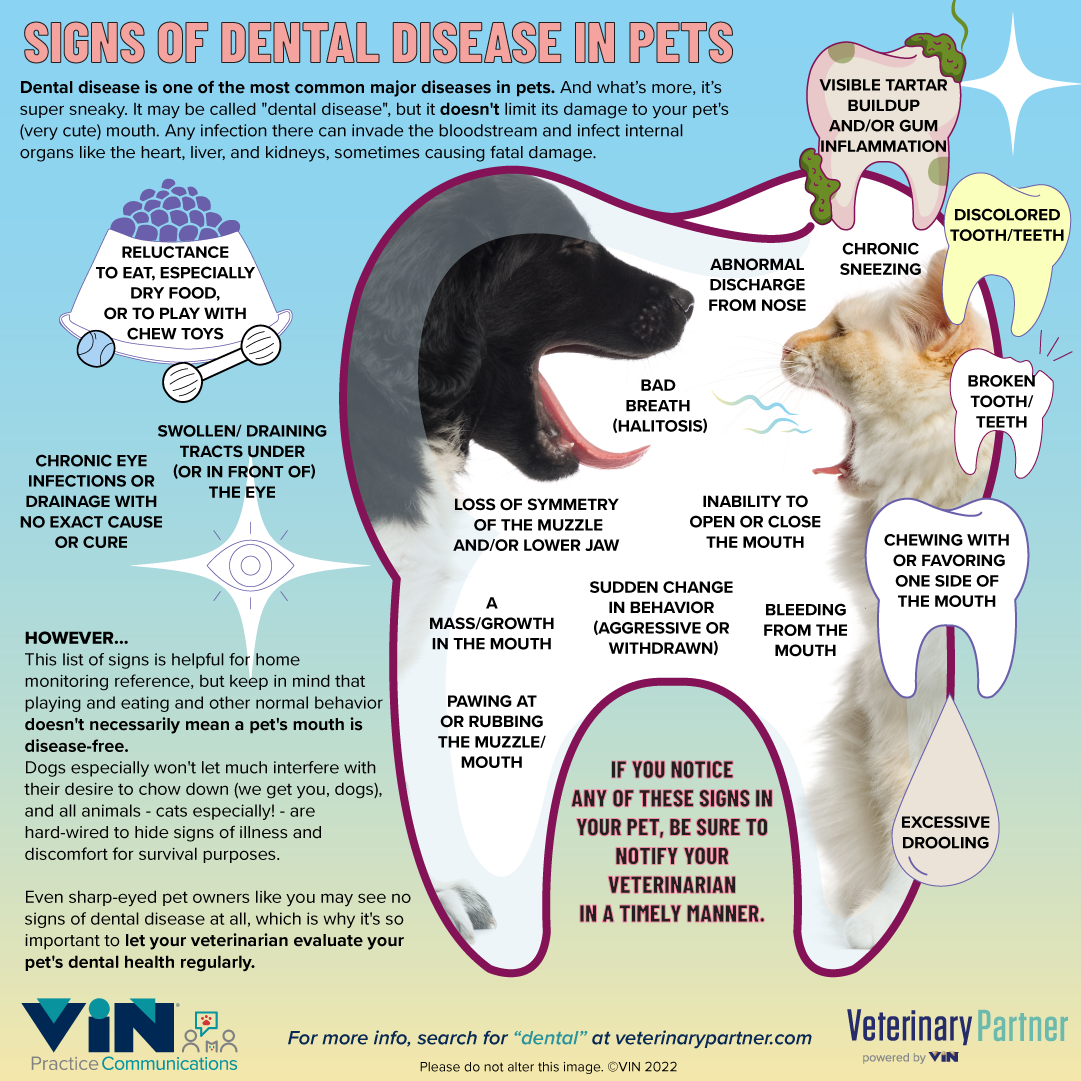 Infographic: signs of dental disease in pets.